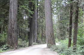 Redwood NP